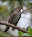 _6SB1265 swainsons thrush